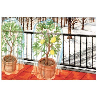 CAPPUCCIO ANTIGELO PLUS PROTEZIONE PIANTE STARS