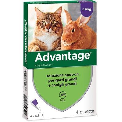 ANTIPARASSITARIO ADVANTAGE GATTI ELANCO - KG  4+ CF=PZ 4
